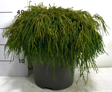 Chamaecyparis pisifera 'Filifera Nana' busk 60-70 cm C12