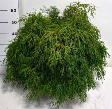 Chamaecyparis pisifera 'Filifera Nana' busk 60-80 cm C12