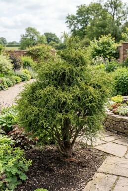 Chamaecyparis pisifera 'Filifera Nana' busk 30-40 cm C5