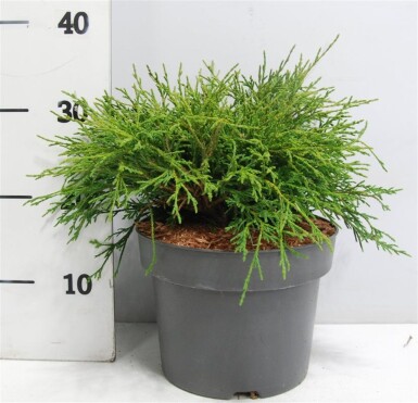 Chamaecyparis pisifera 'Filifera Nana' busk 30-40 cm C5