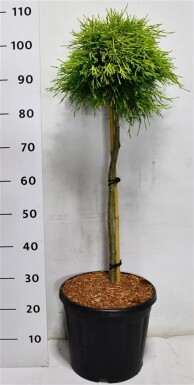 Chamaecyparis pisifera 'Sungold' på stamme 60 cm C13