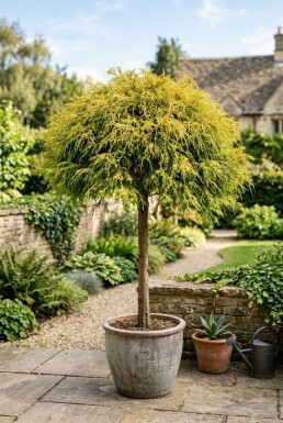 Chamaecyparis pisifera 'Sungold' på stamme 75 cm C13