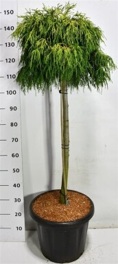 Chamaecyparis pisifera 'Sungold' på stamme 80 cm C25