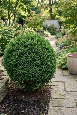 Cryptomeria japonica 'Globosa Nana' busk 40-50 cm C12