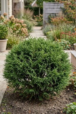 Cryptomeria japonica 'Globosa Nana' busk 40-50 cm C12