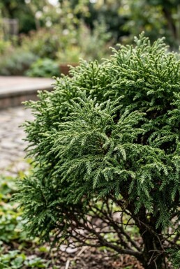 Cryptomeria japonica 'Globosa Nana' busk 40-50 cm C12