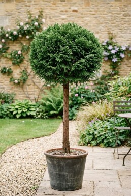 Cryptomeria japonica 'Globosa Nana' på stamme 80 cm C30