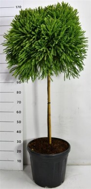Cryptomeria japonica 'Globosa Nana' på stamme 80 cm C30