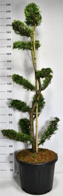 Cuprocyparis leylandii 'Castlewellan Gold' bonsai 150-175 cm C45