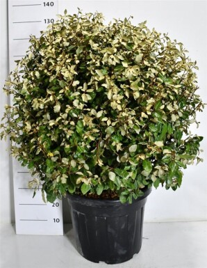 Elaeagnus ebbingei 'Compacta' kugle 70-80 cm C55