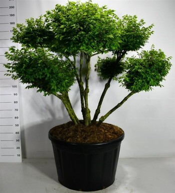Euonymus alatus 'Compactus' bonsai 100-125 cm C230