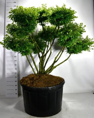 Euonymus alatus 'Compactus' bonsai 125-150 cm C280
