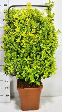 Euonymus japonicus 'Aureus' skærm 100 cm C18