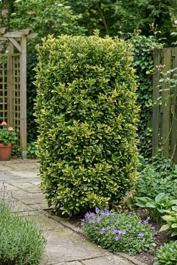 Euonymus japonicus 'Aureus' skærm 100 cm C18