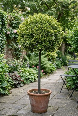 Euonymus japonicus 'Aureus' på stamme, stammehøjde 80-90 cm C18