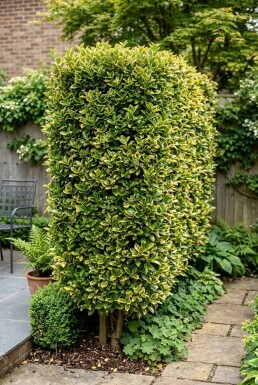 Euonymus japonicus 'Aureus' skærm 120 cm C45