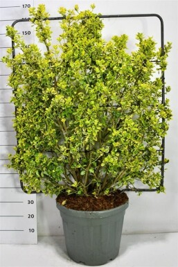 Euonymus japonicus 'Aureus' skærm 120 cm C45