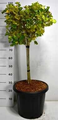 Ginkgo biloba 'Mariken' på stamme 40 cm C25