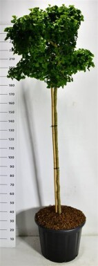 Ginkgo biloba 'Mariken' opstam 150 cm C65
