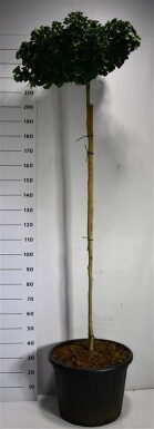 Ginkgo biloba 'Mariken' på stamme 80 cm C65