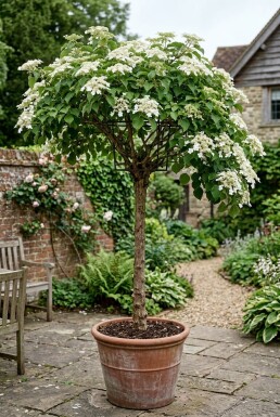 Hydrangea anomala subsp. petiolaris på stamme 140-150 cm C450