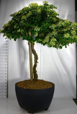 Hydrangea anomala subsp. petiolaris på stamme 140-150 cm C450