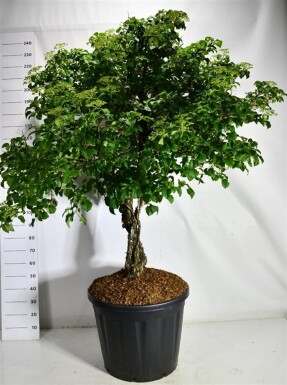 Hydrangea anomala subsp. petiolaris på stamme 80 cm C130