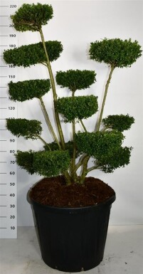 Ilex crenata 'Ellipta Convex' bonsai 150-160 cm C130