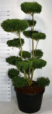 Ilex crenata 'Ellipta Convex' bonsai 180-200 cm C180