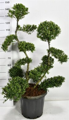 Ilex crenata 'Kin Me' bonsai 100-125 cm C20