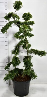 Ilex crenata 'Kin Me' bonsai 150-160 cm C35
