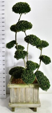 Ilex crenata 'Kin Me' bonsai 125-150 cm Houten bak