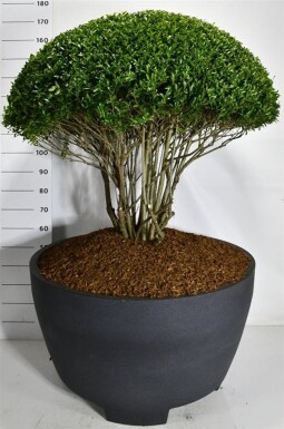 Ilex crenata 'Blondie' parasolform 100-110 cm C310