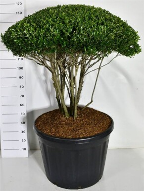 Ilex crenata 'Blondie' parasol 100-110 cm C180
