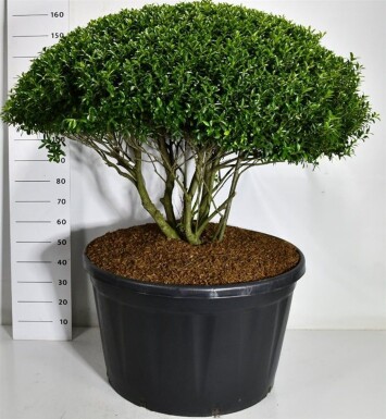 Ilex crenata 'Blondie' parasol 140-150 cm C280