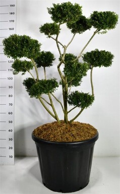 Ilex crenata 'Fructu Luteo' bonsai 100-120 cm C110