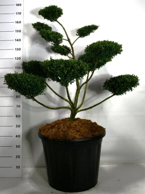 Ilex crenata 'Glory Gem' bonsai 100-120 cm C110