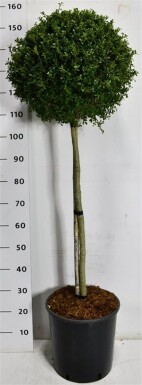 Ilex crenata 'Glory Gem' på stamme 90 cm C18