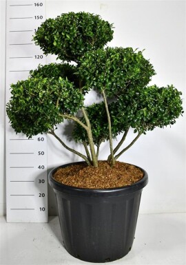Ilex crenata 'Hetzii' bonsai 100-125 cm C80