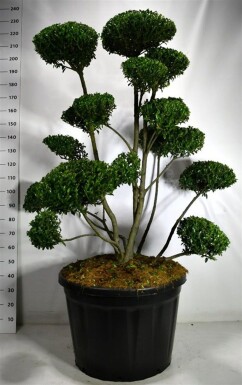 Ilex 'Impala' bonsai 125-150 cm C180