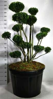 Ilex 'Mutchagara' bonsai 100-125 cm C180