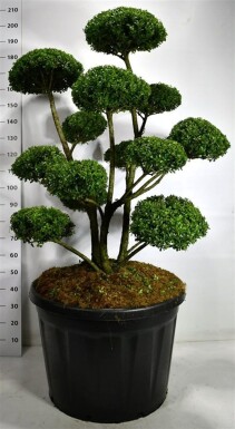 Ilex 'Mutchagara' bonsai 125-150 cm C180