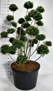 Ilex 'Mutchagara' bonsai 140-160 cm C180