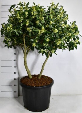 Ilex 'Nellie R. Stevens' flerstammet 100-110 cm C45