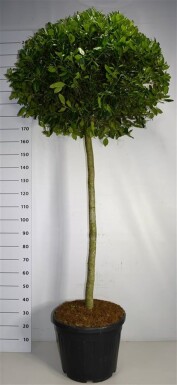 Ilex 'Nellie R. Stevens' på stamme 120-140 cm C55