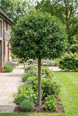 Ilex 'Nellie R. Stevens' på stamme, stammehøjde 120 cm C70