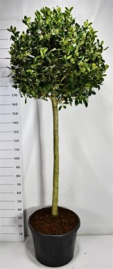 Ilex 'Nellie R. Stevens' på stamme, stammehøjde 120 cm C70
