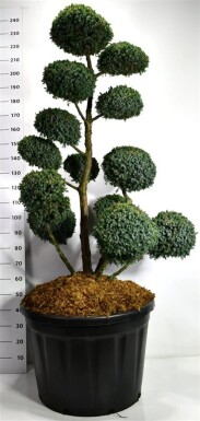 Juniperus chinensis 'Blue Alps' bonsai 140-160 cm C180