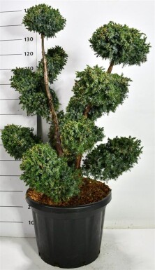Juniperus chinensis 'Blue Alps' bonsai 100-125 cm C45