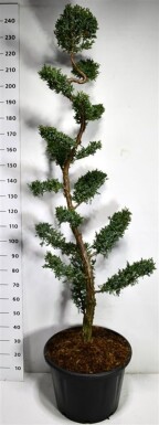 Juniperus chinensis 'Blue Alps' bonsai 175-200 cm C65